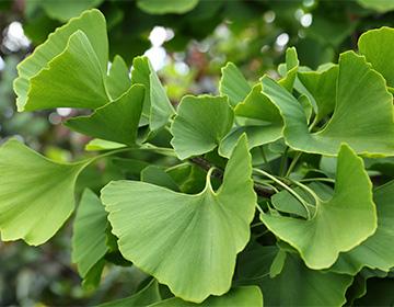 Pianta di ginko biloba