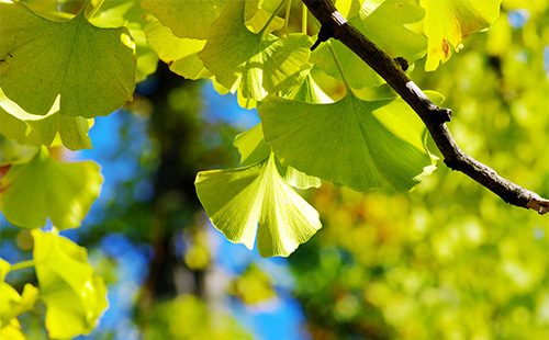 Foglie di Ginko Biloba