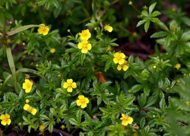 Il cinquefoil è eretto