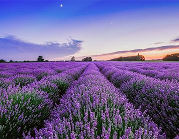 Campo di lavanda