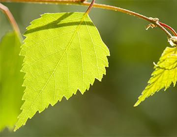 Foglie di betulla