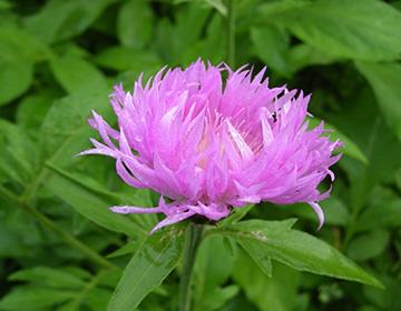 Primo piano del fiore della radice marale