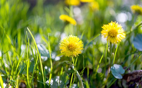 Fiori gialli madre e matrigna