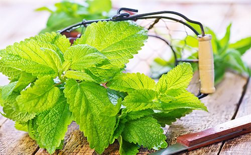 Melissa officinalis sul tavolo