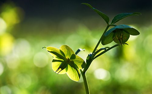 Fiore di Elleboro caucasico