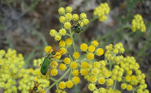 Fiori gialli di elicriso