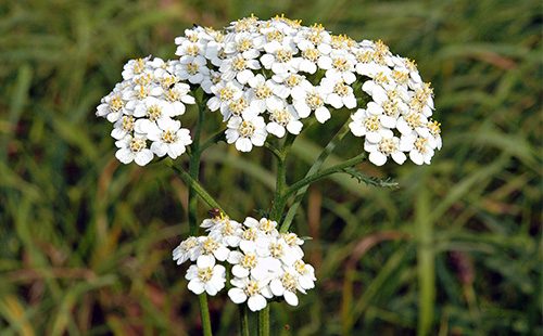 Yarrow Bulaklak