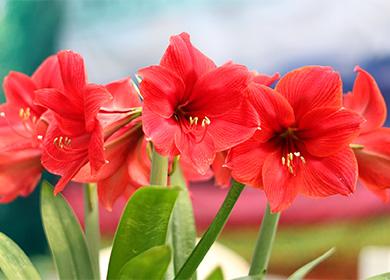 Amaryllis fiori