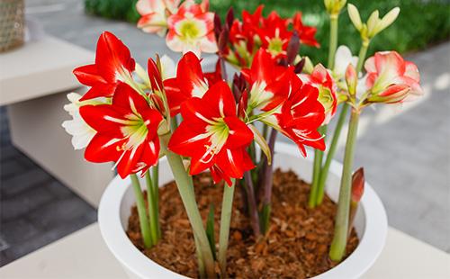 Fiori rossi di Amaryllis