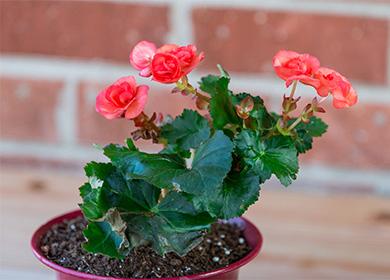 Begonia di fioritura in una pentola