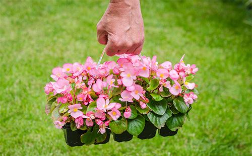 Begonia vaso di fiori in mano