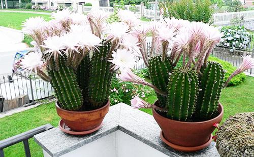 Namumulaklak na echinopsis sa mga kaldero