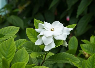 Fiore di gardenia