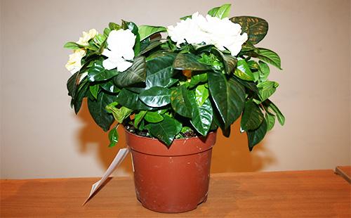 Pot gardenia