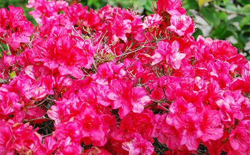 Fiori di azalea rossa