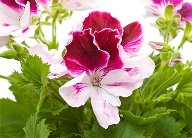 Fiore grande pelargonium