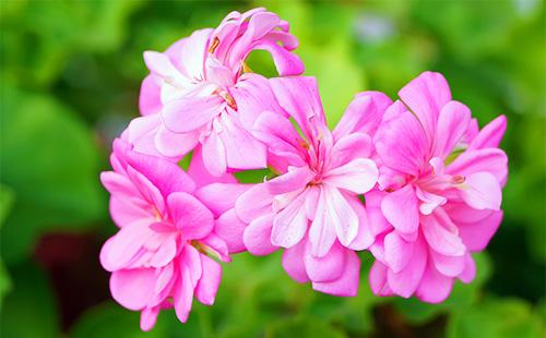 Pelargonium Rosa