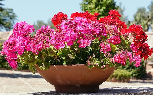 Pelargonium in una pentola