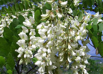 Fiori di sophora giapponesi