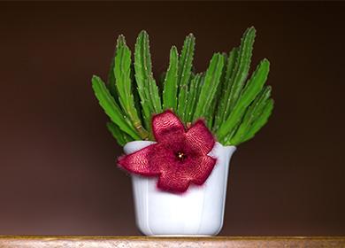 Stapelia in vaso