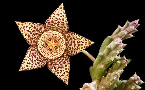 Fiore di stapelia