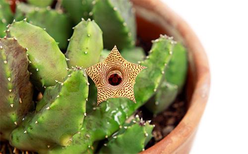 Stapelia succulenta in una pentola