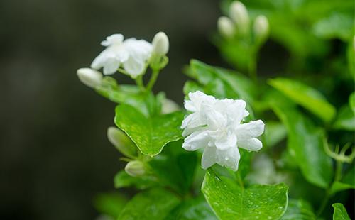 Fiore di Stefanotis