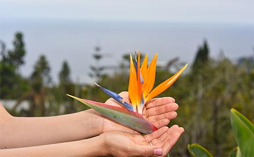 Strelitzia fiore nelle mani