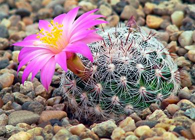 Fiore di cactus