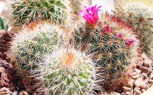 Mammillaria con fiore