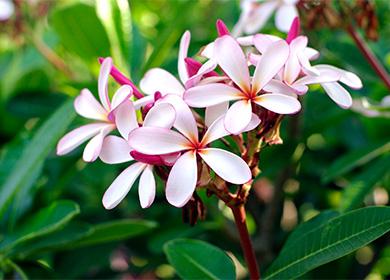 Fiori della pianta da appartamento di Plumeria