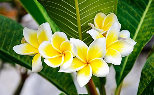 Fiori gialli di plumeria