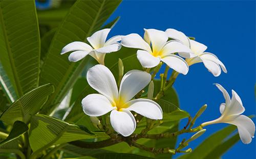 Plumeria bianca Infiorescenza