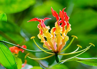 Gloriosa su uno sfondo verde