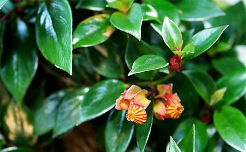 Foglie e fiori di nematanthus