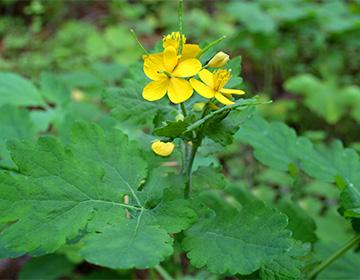 Fiori di celidonia