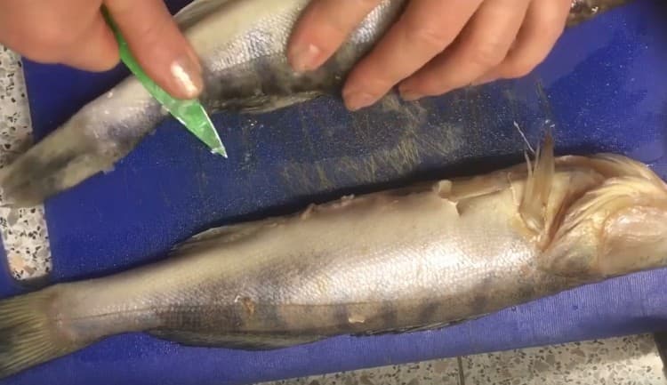 Puliamo un pesce persico dalle squame, lo mettiamo in una garza.