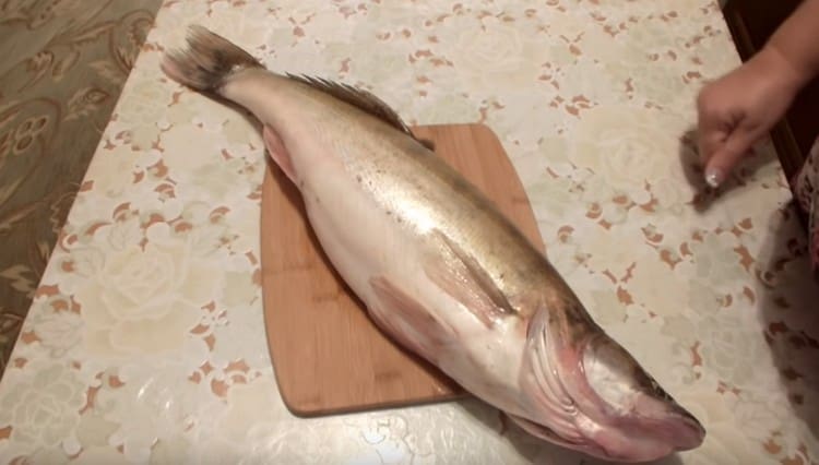 Puliamo e sventriamo la carcassa del pesce persico.