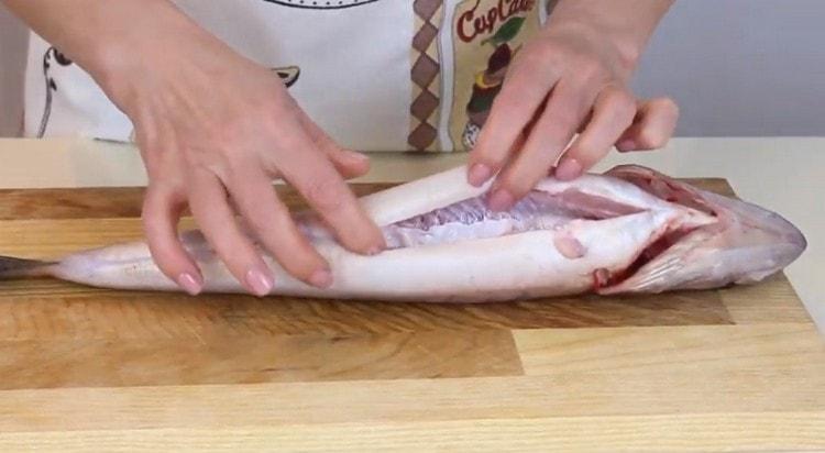 Puliamo e sventriamo la carcassa del pesce persico.