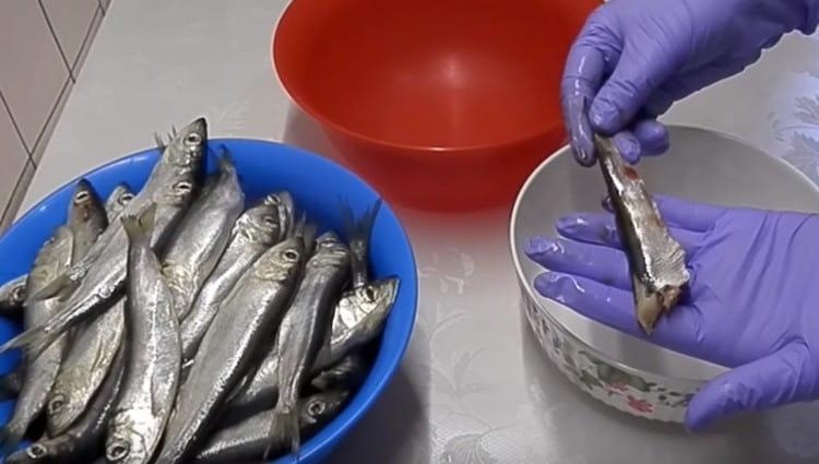 Mentre la marinata è infusa, puliamo e sgranocchiamo il capelin.