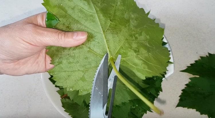 Laviamo le foglie di vite e tagliamo le loro talee.