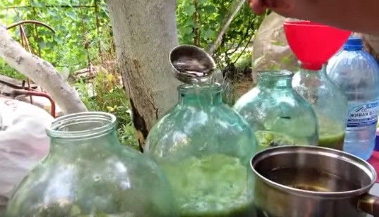 Versare la pasta madre nelle banche con uva spina.